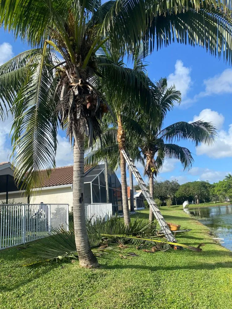 Affordable landscape installation experts serving Lantana, FL - Andres Lawn care