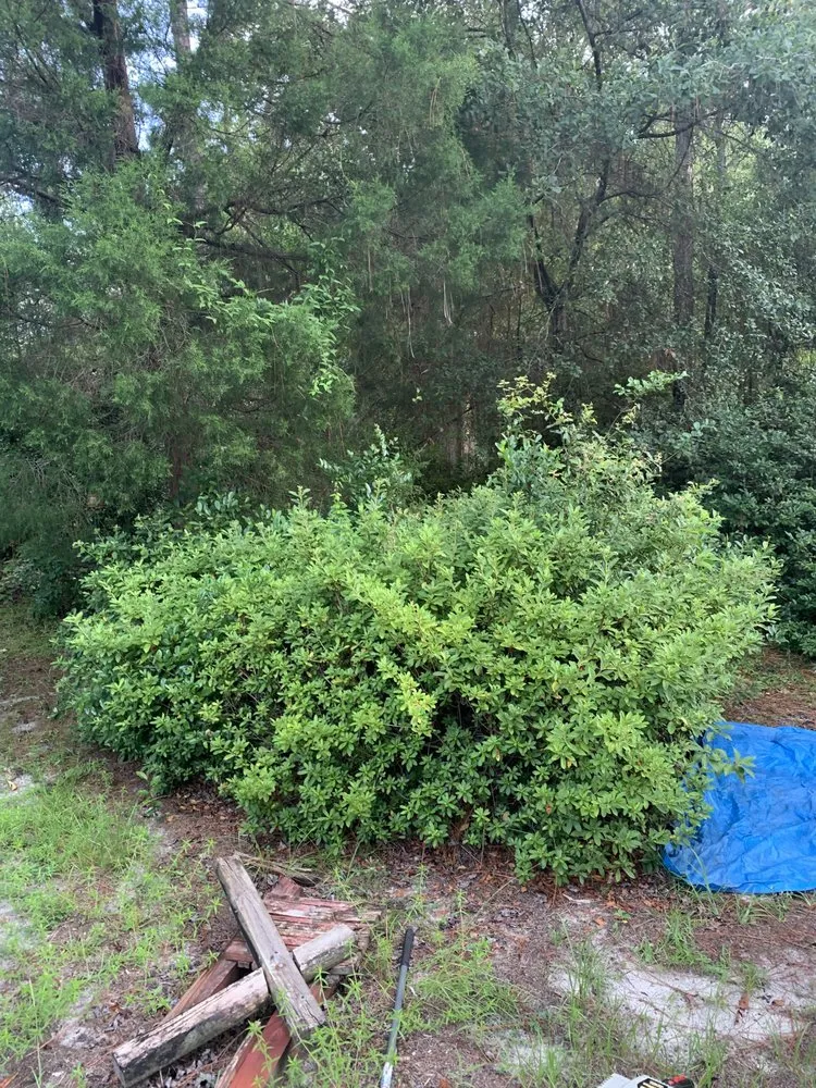 Expert lawn care service in Dunnellon, FL by Andre’s Lawncare