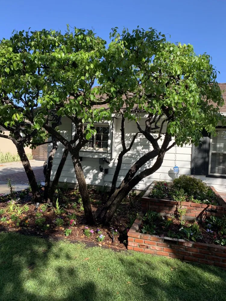 Affordable garden landscaping for beautiful yards across Long Beach, CA - Andres Mederos Landscape & Landcare