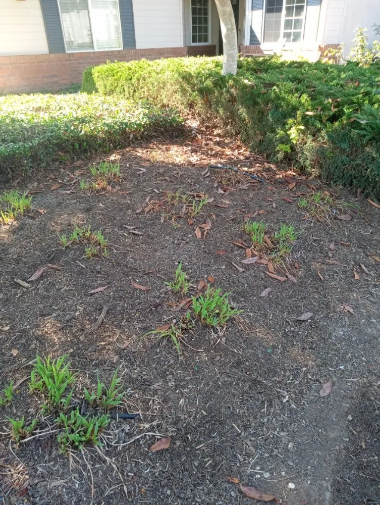 Reliable landscaping services experts serving Santa Barbara, CA - Andrew Maintenance Services