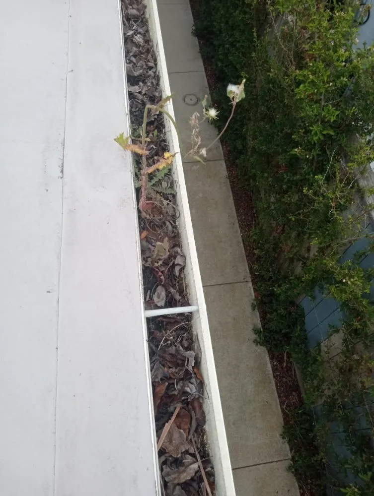 Affordable yard cleanup service in Santa Barbara, CA - Andrew Maintenance Services