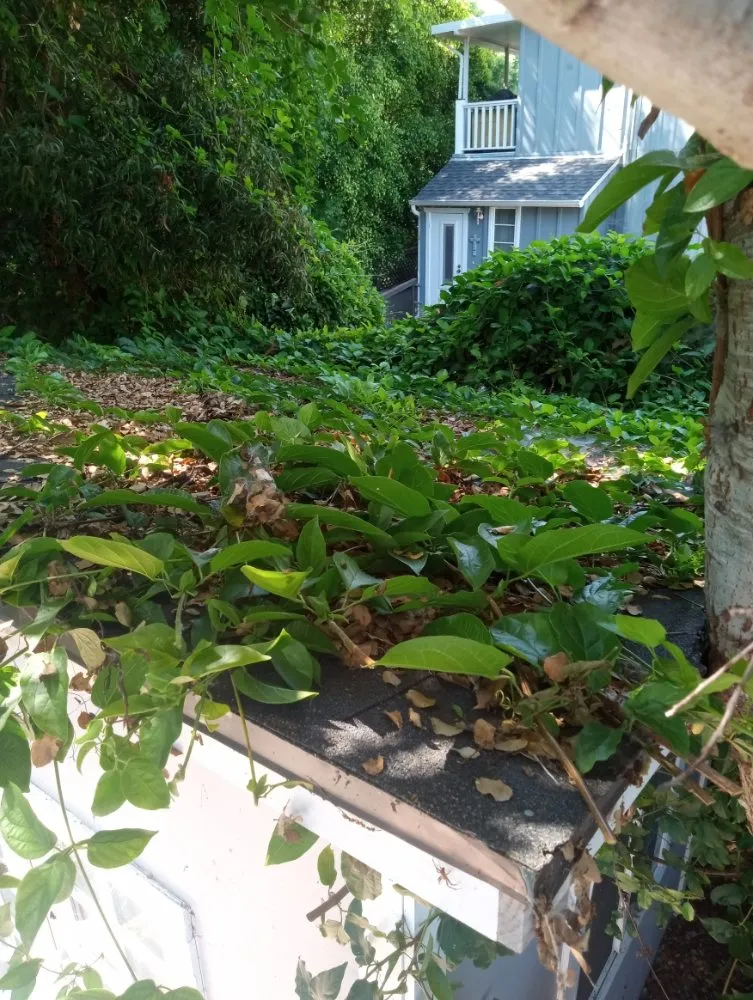 Custom yard maintenance for year-round maintenance across Santa Barbara, CA - Andrew Maintenance Services