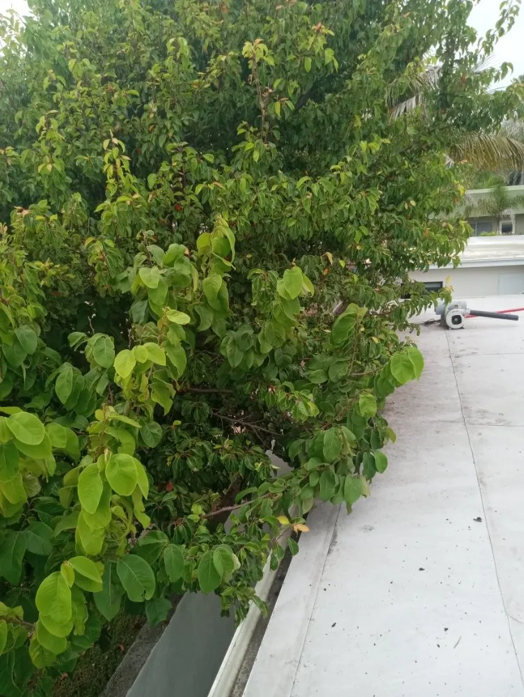 Professional lawn care service for homes across Santa Barbara, CA - Andrew Maintenance Services