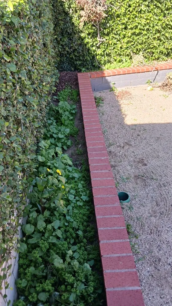 Professional lawn care service in Riverside, CA - Andrew Tree Service