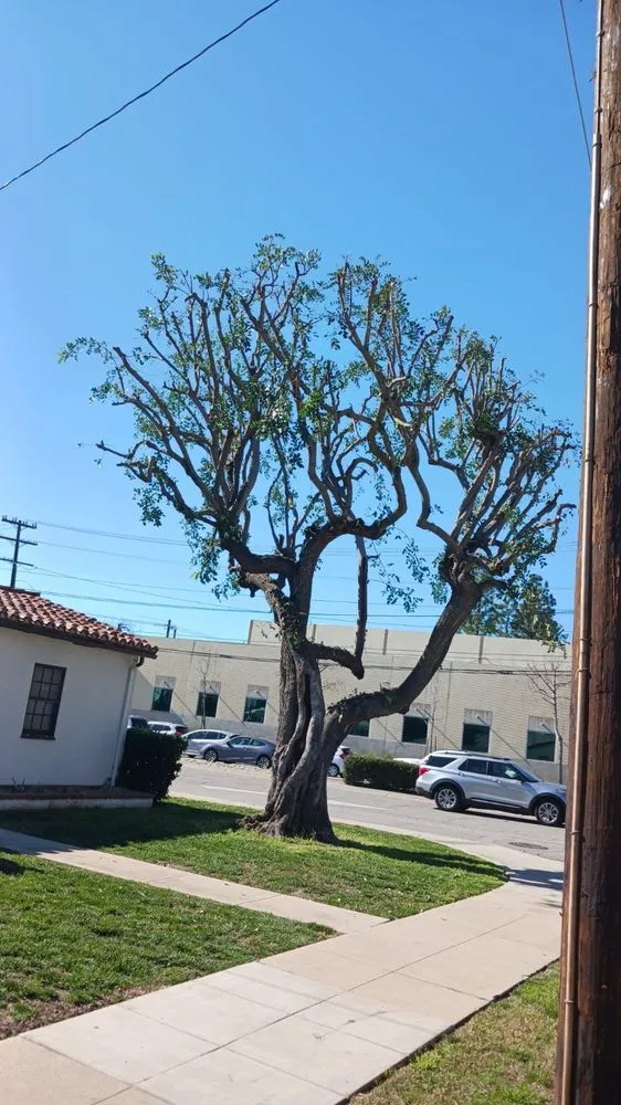 Custom landscape design for year-round maintenance in Riverside, CA by Andrew Tree Service