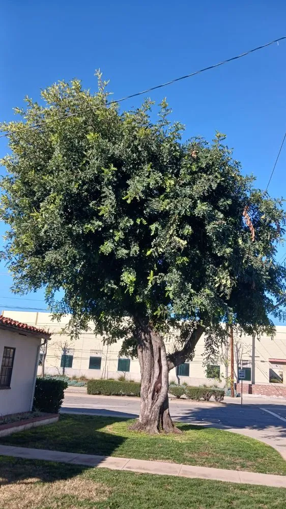 Custom yard maintenance experts serving Riverside, CA - Andrew Tree Service