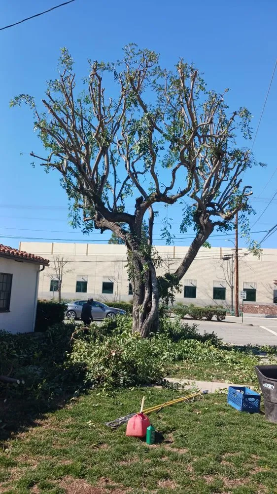 Affordable outdoor landscaping experts serving Riverside, CA - Andrew Tree Service