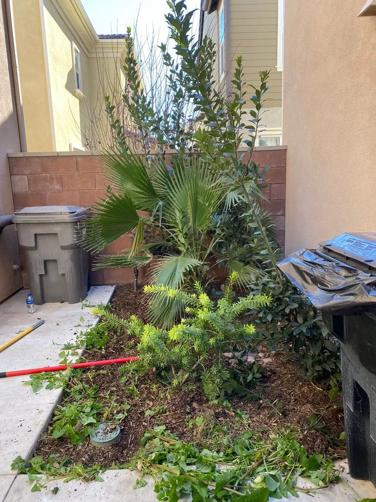 Expert lawn mowing service in Riverside, CA - Andrew Tree Service