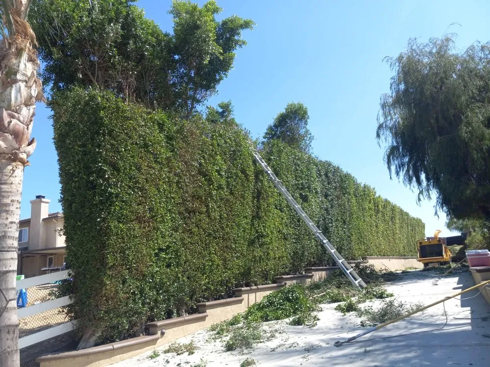 Local outdoor landscaping for residential properties across Riverside, CA - Andrew Tree Service