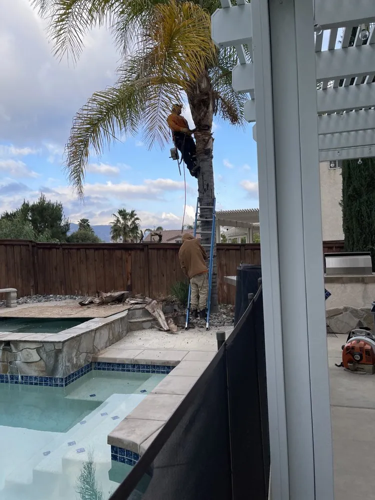 Affordable landscaping services in Riverside, CA - Andrew Tree Service