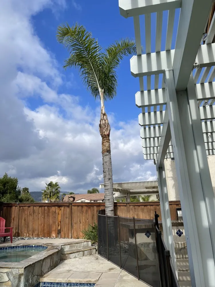 Expert yard cleanup service in Riverside, CA by Andrew Tree Service