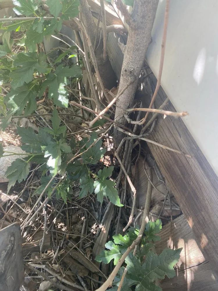 Reliable outdoor landscaping in Riverside, CA by Andrew Tree Service