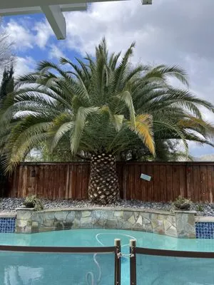 Andrew Tree Service Logo