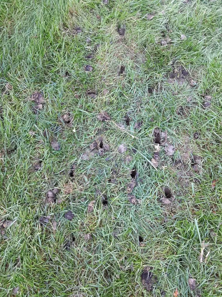 Expert lawn care service experts serving Cranberry Township, PA - Andrew's Aeration