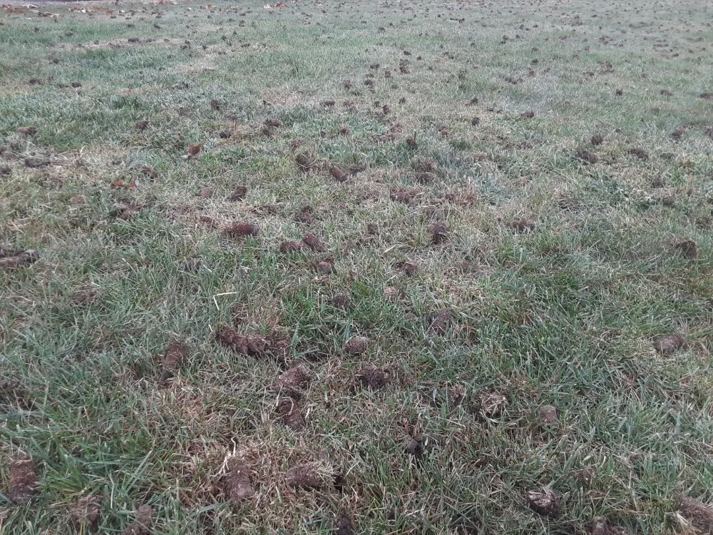 Top-rated garden landscaping for beautiful yards across Cranberry Township, PA - Andrew's Aeration