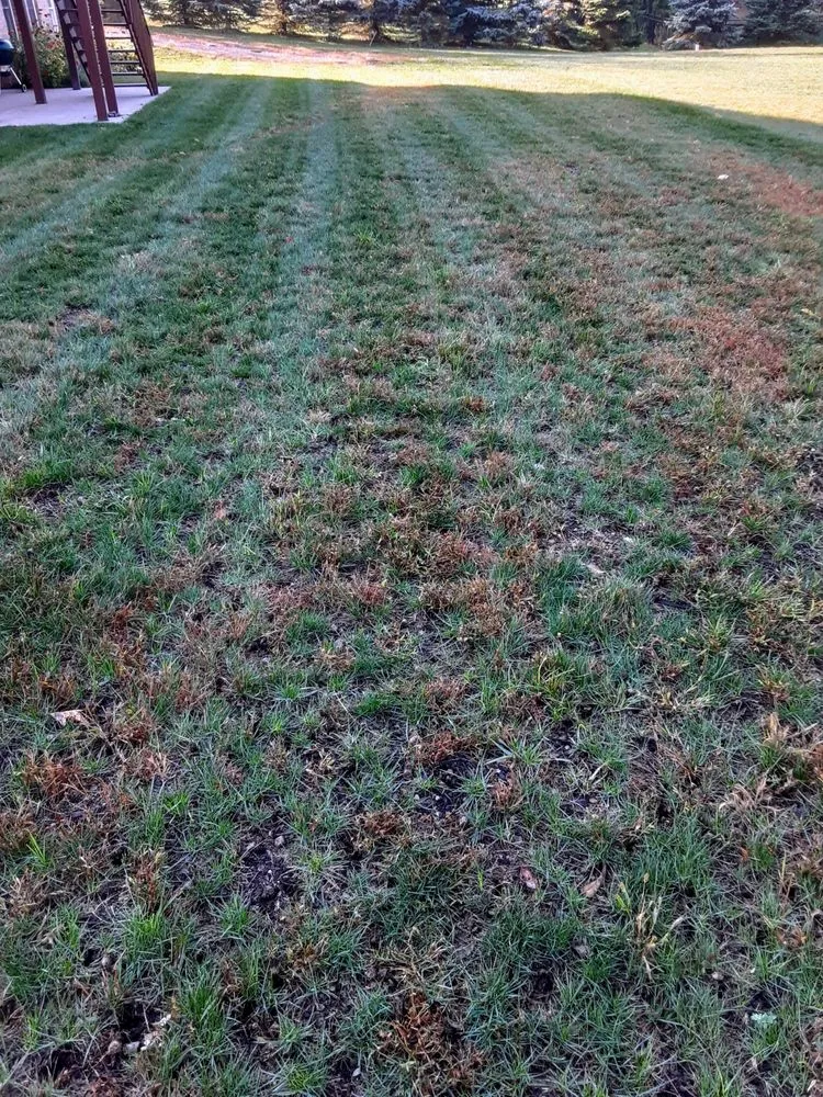 Professional landscaping services in Cranberry Township, PA - Andrew's Aeration