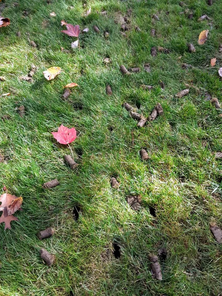 Local yard maintenance in Cranberry Township, PA by Andrew's Aeration