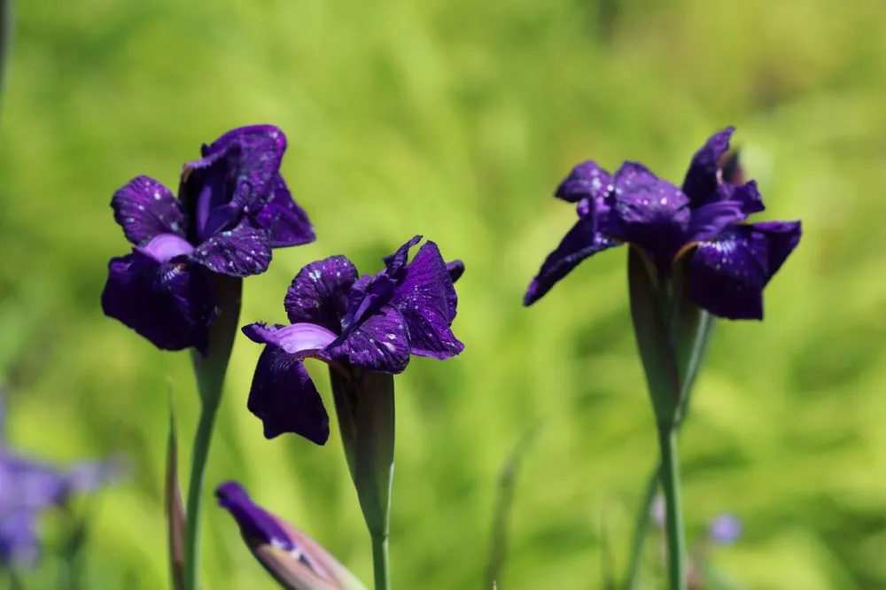 Reliable garden landscaping in Arnoldsville, GA - Andrew's Farm & Nursery