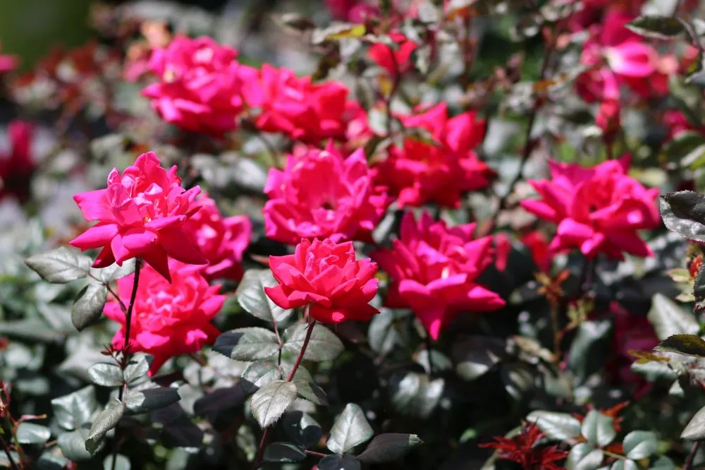 Top-rated landscape design experts serving Arnoldsville, GA - Andrew's Farm & Nursery