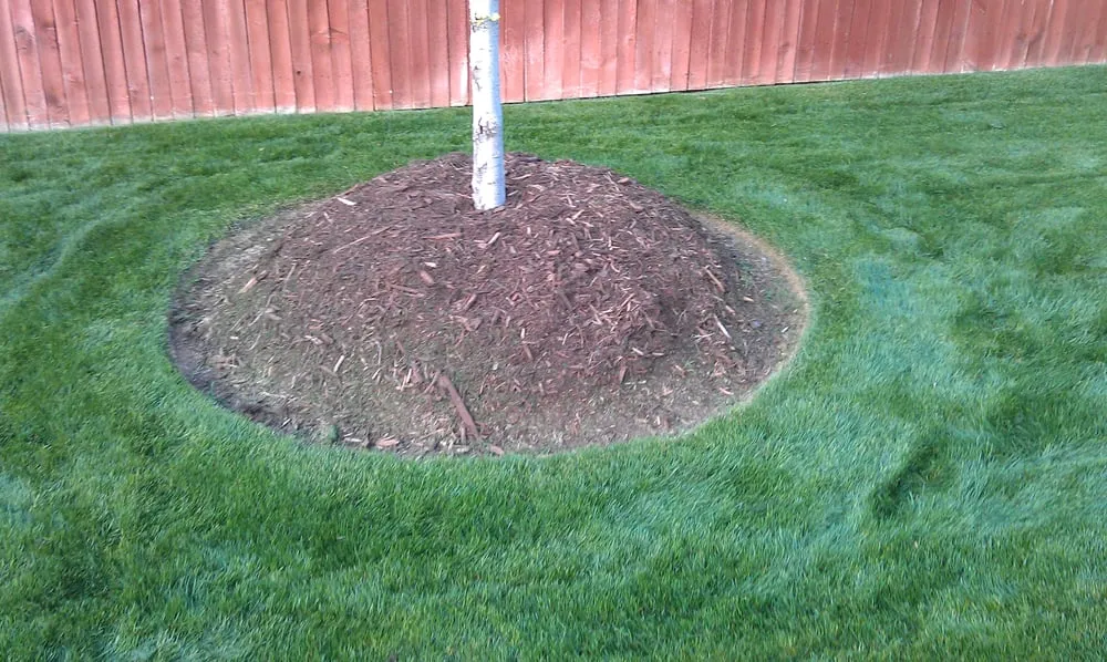 Professional yard maintenance with custom design in Fort Worth, TX by Andrew's Landscape & Land Maintenance