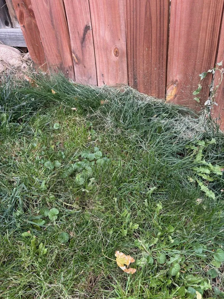 Professional lawn mowing service experts serving Denver, CO - Andrew’s Lawn and Snow