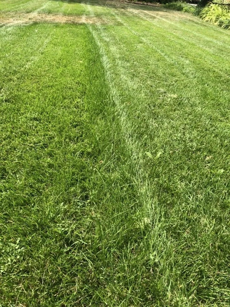 Custom lawn care service for year-round maintenance across Denver, CO - Andrew’s Lawn and Snow