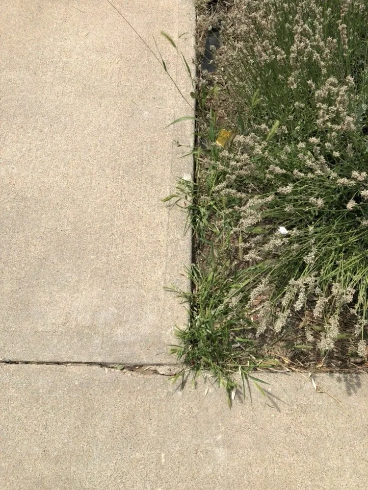 Trusted lawn care service for beautiful yards across Denver, CO - Andrew’s Lawn and Snow