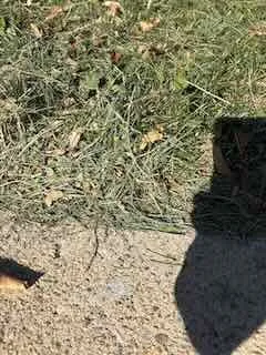 Reliable outdoor landscaping in Denver, CO - Andrew’s Lawn and Snow