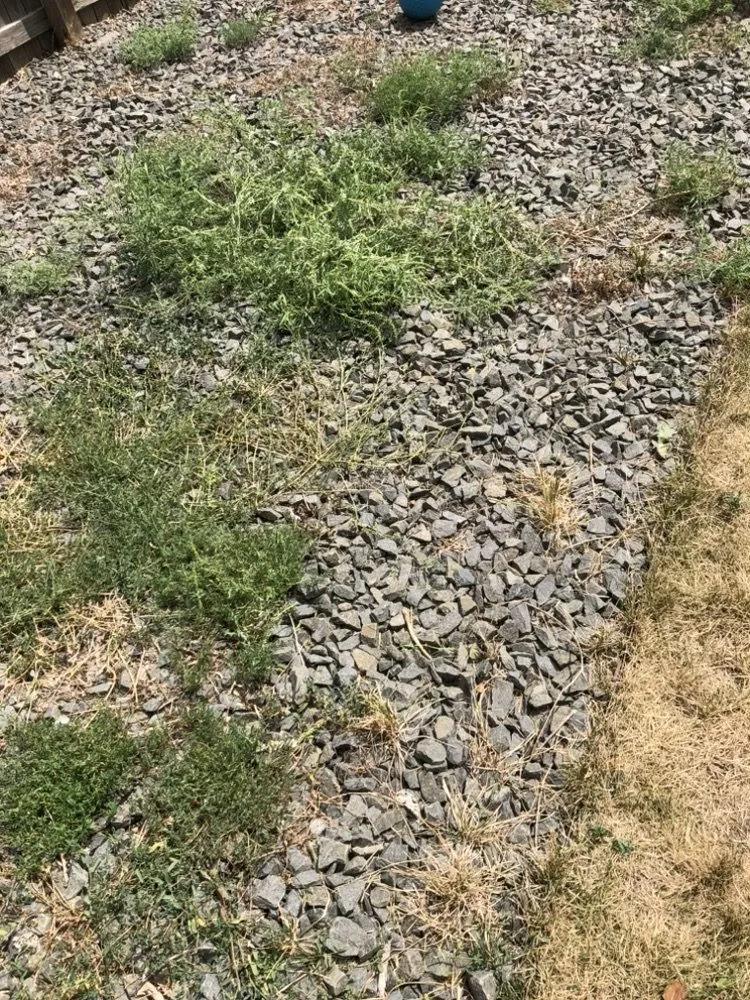 Trusted yard maintenance in Denver, CO by Andrew’s Lawn and Snow