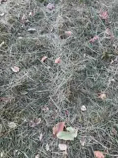 Professional yard maintenance in Denver, CO by Andrew’s Lawn and Snow