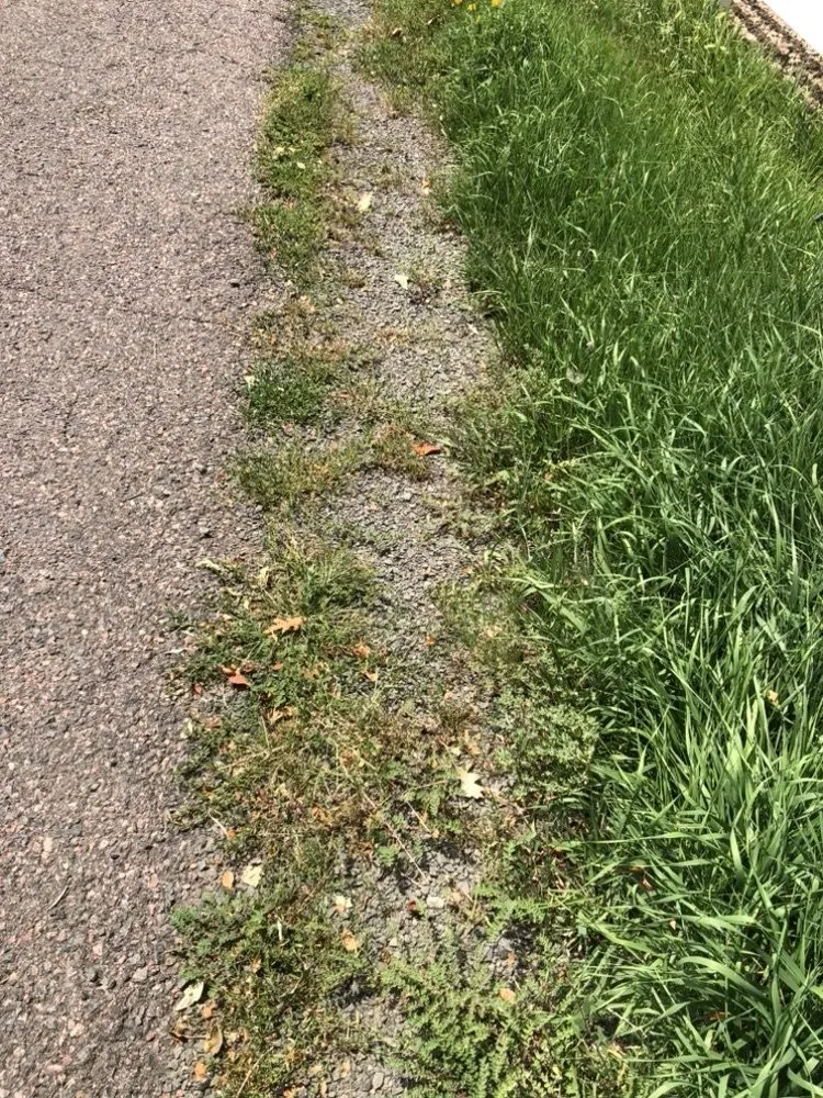Trusted yard cleanup service in Denver, CO - Andrew’s Lawn and Snow