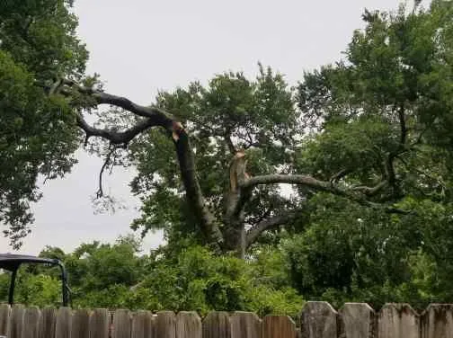 Expert lawn care service for residential properties in Dallas, TX by Andrews Services