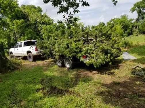 Affordable lawn care service for homes across Dallas, TX - Andrews Services