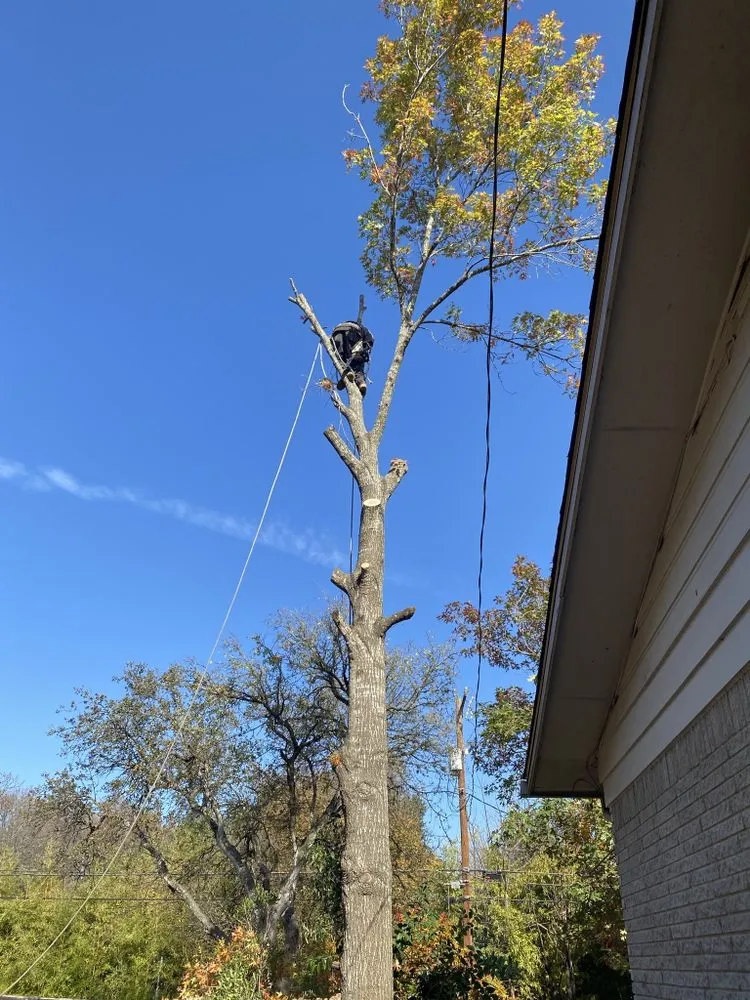 Trusted lawn mowing service experts serving San Antonio, TX - Andrew's Tree & Landscaping Services