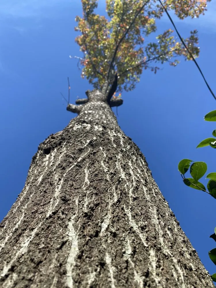 Top-rated garden landscaping for homes in San Antonio, TX by Andrew's Tree & Landscaping Services