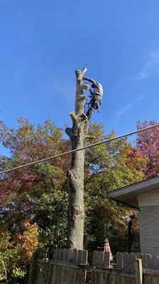 Andrew's Tree & Landscaping Services Logo