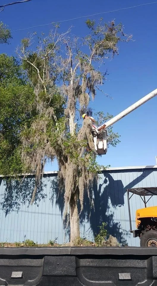 Professional yard maintenance with custom design across Lady Lake, FL - Andrews Tree Service