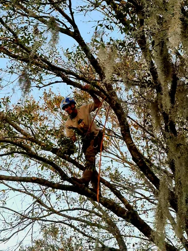 Affordable landscaping services in Lady Lake, FL - Andrews Tree Service