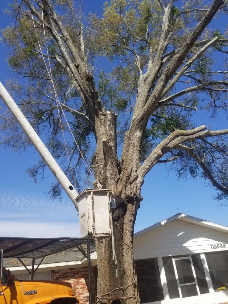 Reliable yard maintenance in Leesburg, FL - Andrews Tree Service