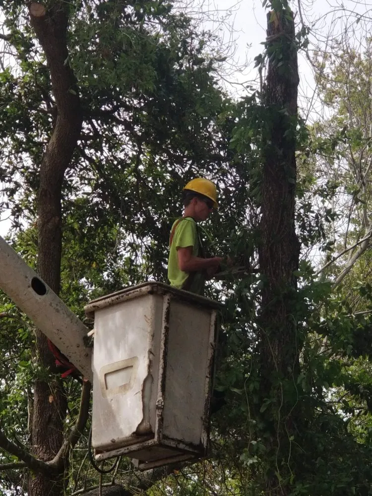 Professional landscape design experts serving Leesburg, FL - Andrews Tree Service