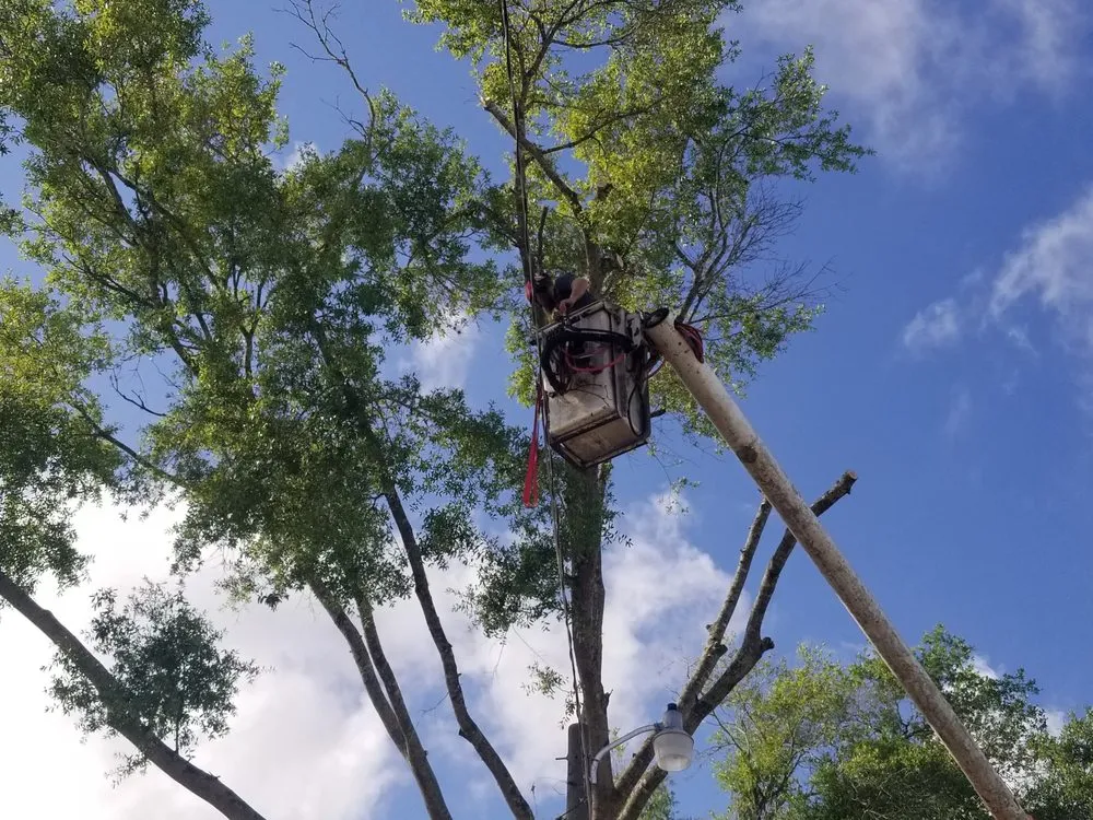 Affordable lawn care service in Leesburg, FL by Andrews Tree Service