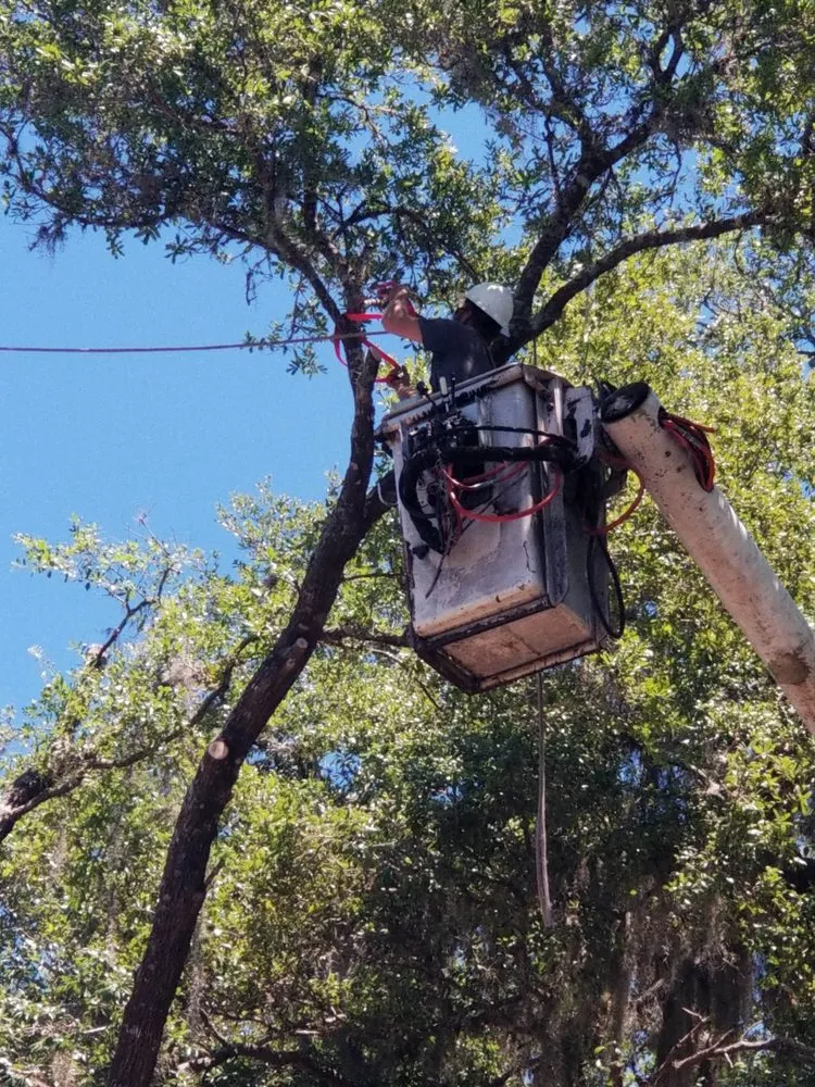 Affordable yard maintenance for residential properties across Leesburg, FL - Andrews Tree Service