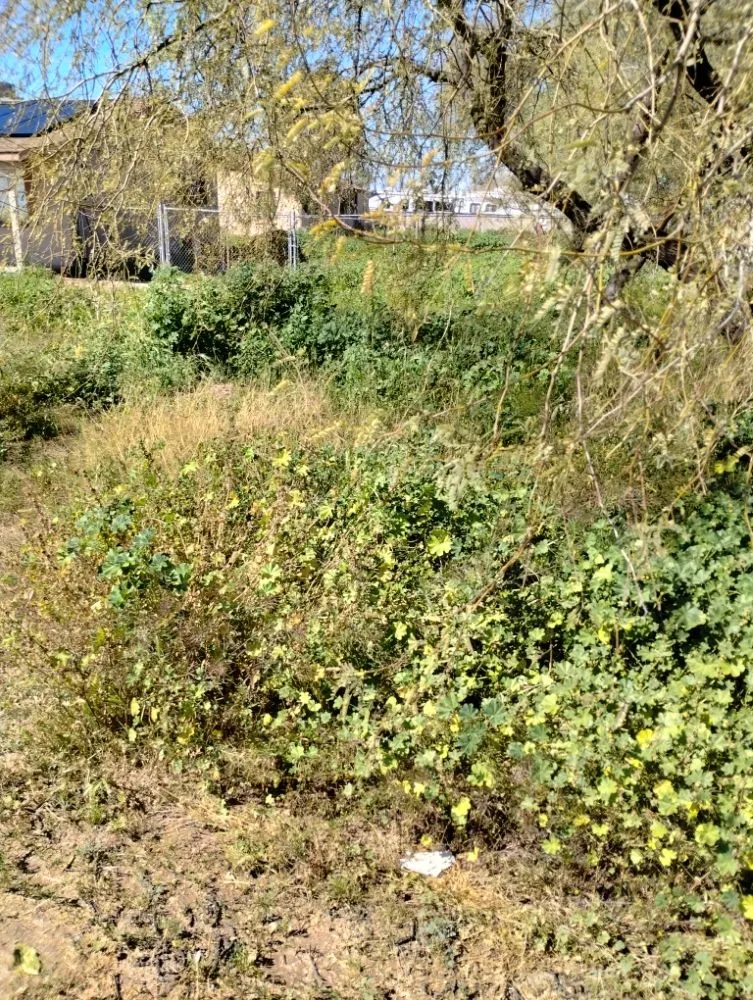 Trusted landscaping services experts serving Florence, AZ - Andy Anderson's Landscaping