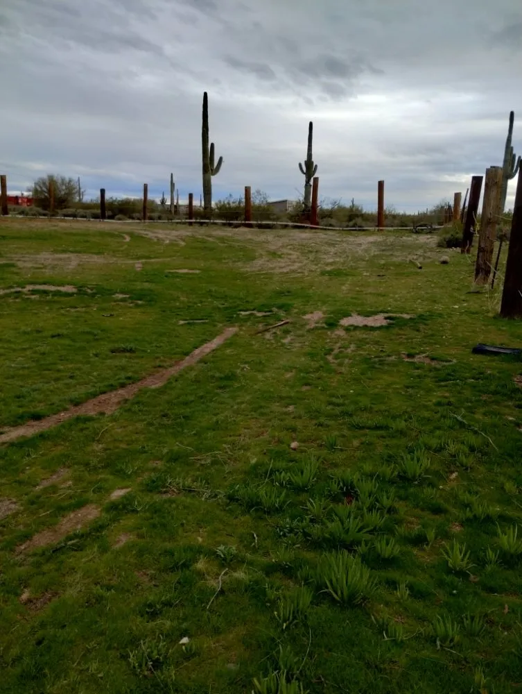 Reliable lawn mowing service for year-round maintenance across Florence, AZ - Andy Anderson's Landscaping