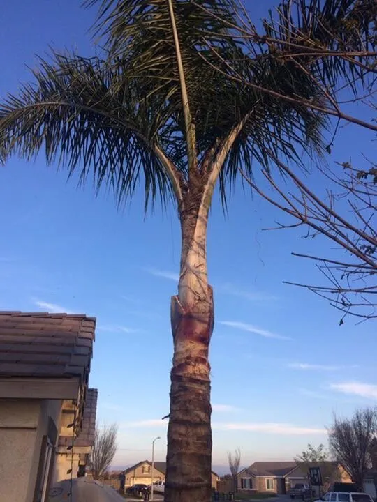 Local garden landscaping in Tulare, CA - Andy Garcia's Lawn Services