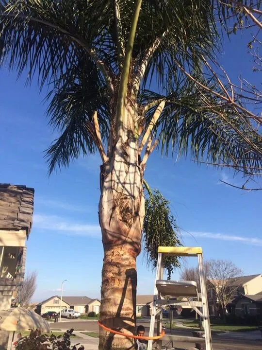 Professional lawn care service with custom design across Tulare, CA - Andy Garcia's Lawn Services