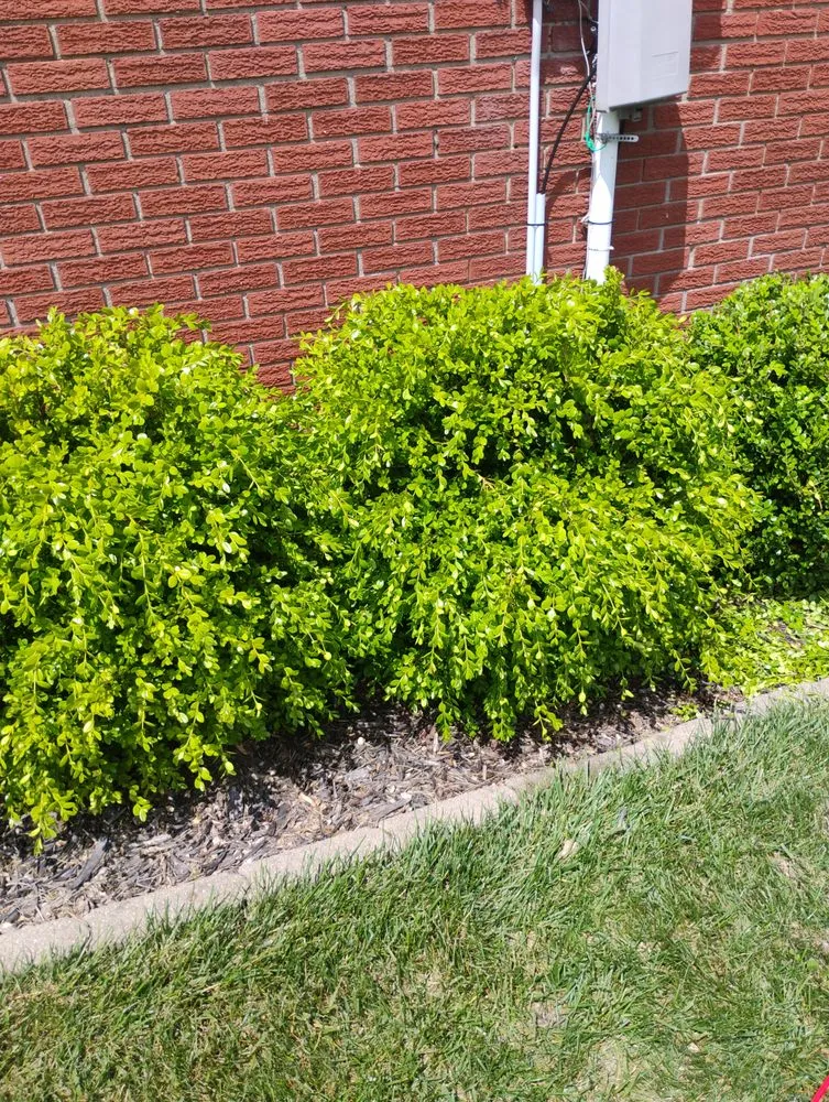 Professional lawn care service with custom design in Marion, IN by Andy Services Lawn Care and Pressure Washing