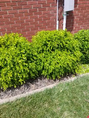 Andy Services Lawn Care and Pressure Washing