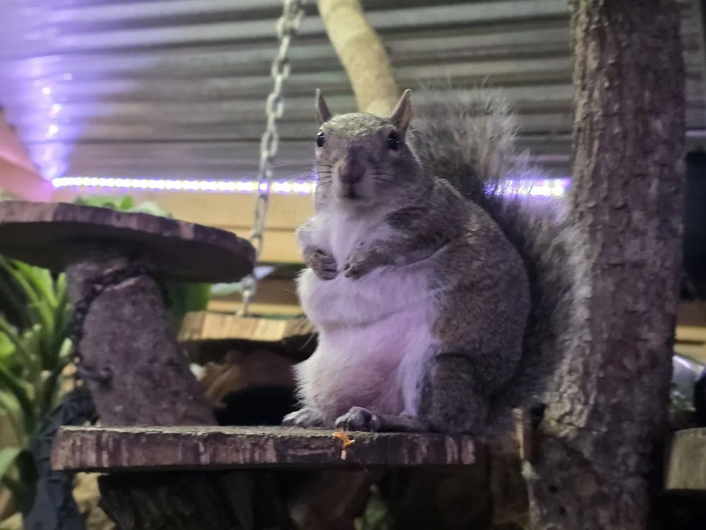 Custom yard cleanup service in Sarasota, FL - Andys PGM Tree Division