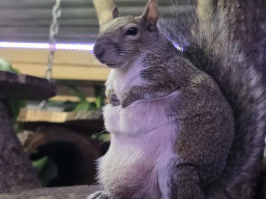 Andys PGM Tree Division Logo